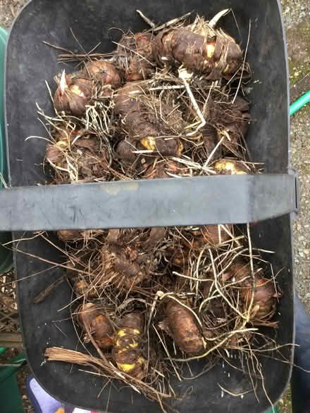Photo of free Gladiolus (Heswall CH60) #1