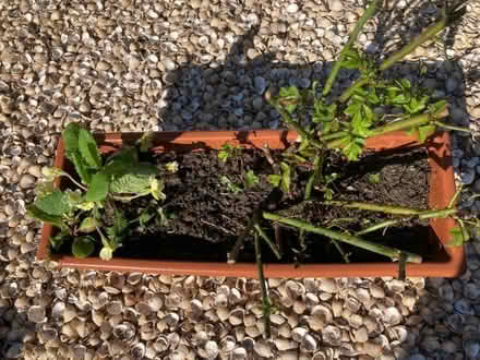 Photo of free Rose (and primrose if wanted) (Hastings TN35) #2