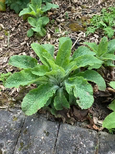 Photo of free Foxgloves 8 (Hazel Grove SK7) #1