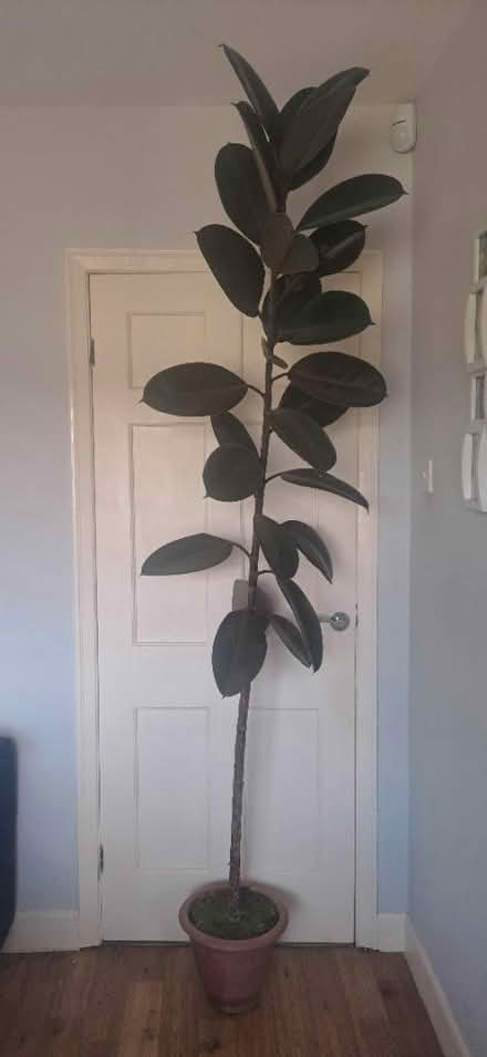 Photo of free Rubber Plant (approx 8ft tall) (Ormskirk L39) #1