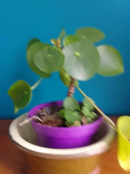 Photo of free Two Chinese money plants (NN15) #1