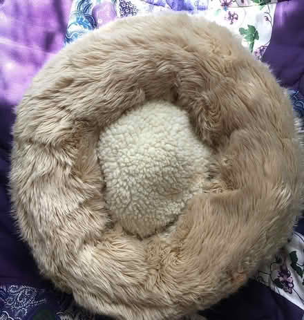 Photo of free Used Pet bed - 95014 (Prospect/Stelling) #1
