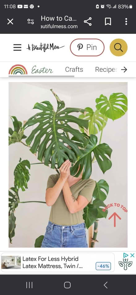 Photo of Monstera cuttings to propagate (S Cypress Rd & E Atlantic Blvd) #1