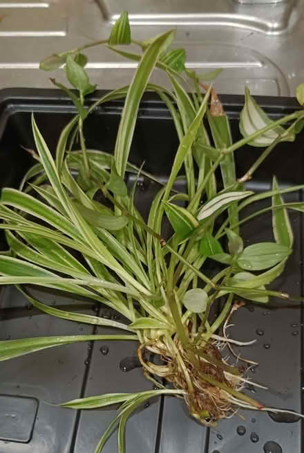 Photo of free Spider plant (Gilesgate DH1) #1