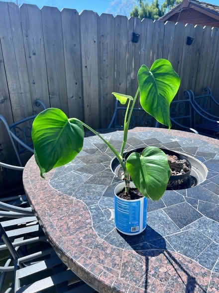 Photo of free Baby monstera (Alameda) (West side) #2