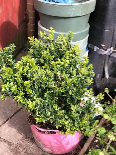 Photo of free Box bush (Chorlton M21) #1