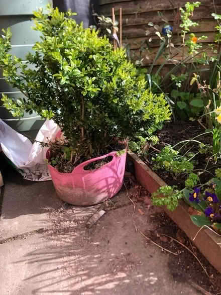 Photo of free Box bush (Chorlton M21) #2
