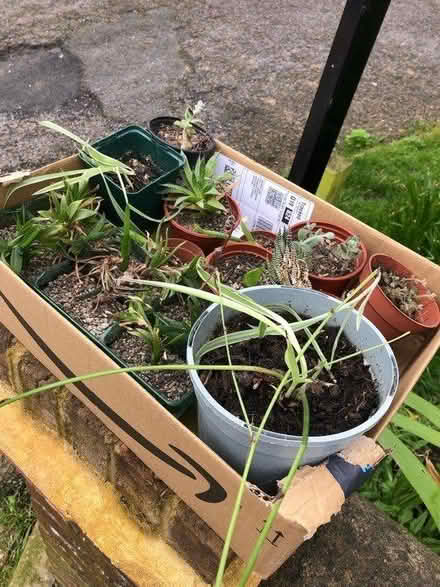 Photo of free baby plants, plant pots & composter (Hanover BN2) #3