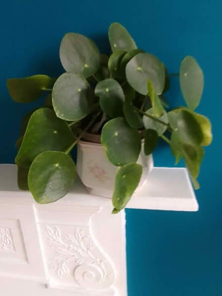 Photo of free Two Chinese money plants (NN15) #2