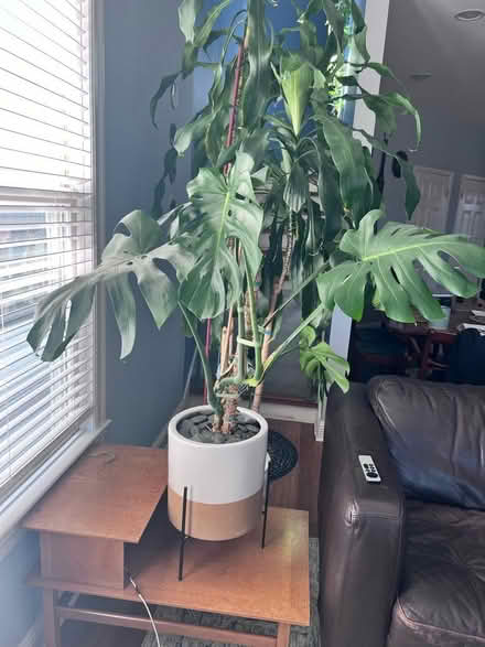 Photo of free Baby monstera (Alameda) (West side) #3