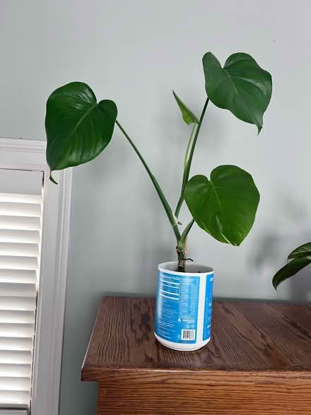 Photo of free Baby monstera (Alameda) (West side) #1
