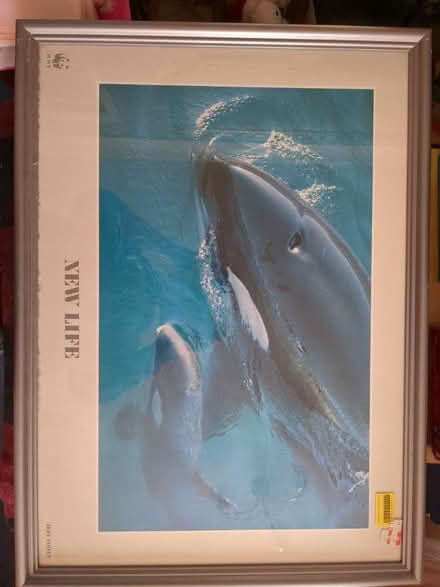 Photo of free Killer whales photo (Worplesdon) #1