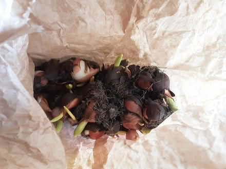 Photo of free Dark pink Tulip bulbs (Kington HR5) #1