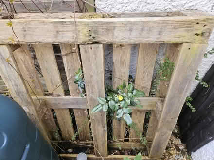 Photo of free Wooden pallet (Chalfont St Peter SL9) #1