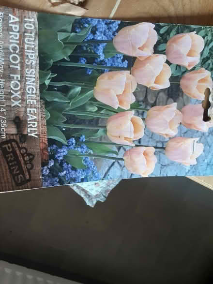 Photo of free Apricot tulip bulbs (Kington HR5) #1