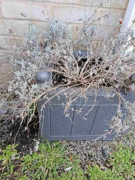 Photo of free Lavender plant (Orton Waterville) #1