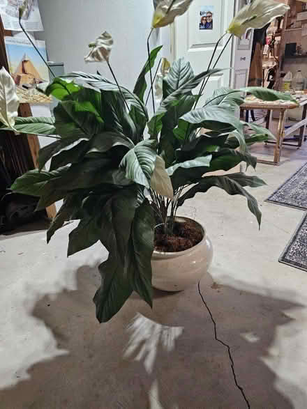 Photo of free Artificial Prayer plant (Marlboro mass) #1