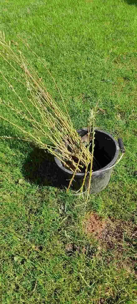 Photo of free Willow cuttings (Colehill BH21) #1