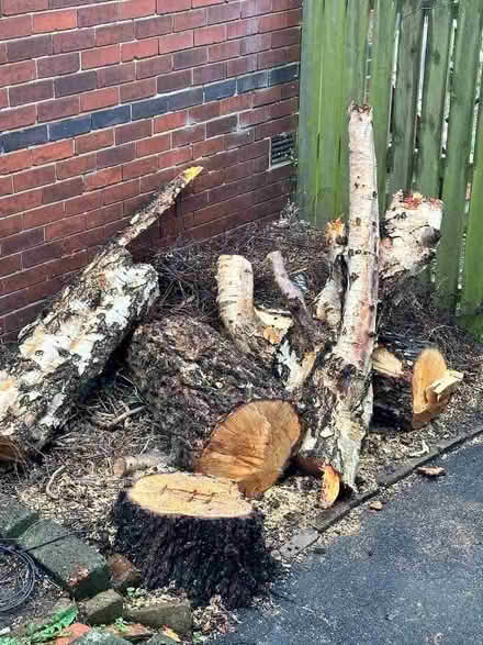 Photo of free Wood (Norfolk Park S2) #1