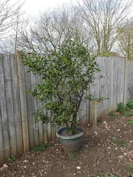 Photo of free Bay tree (Boughton PE33) #1