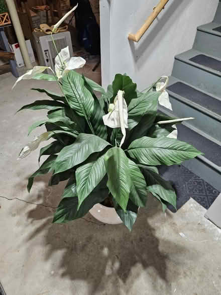 Photo of free Artificial Prayer plant (Marlboro mass) #2