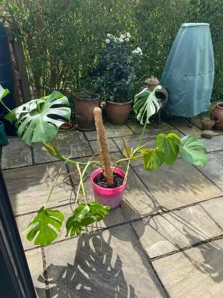 Photo of free Monstera / Cheese Plant (Sale M33) #1