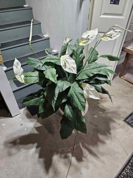 Photo of free Artificial Prayer plant (Marlboro mass) #3