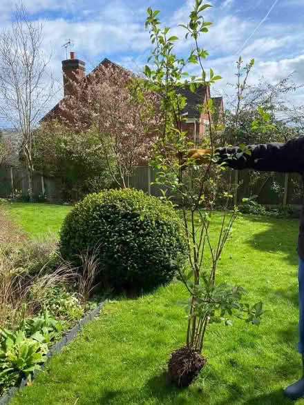 Photo of free Viburnum shrub (Mount Pleasant DE56) #1