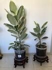 Photo of free 2 x Ficus Elastica Tineke plants - HARRISON #1