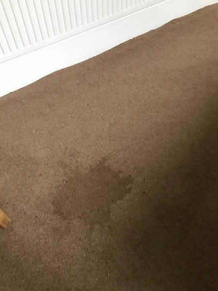 Photo of free Wool carpet (West Bridgford NG2) #2