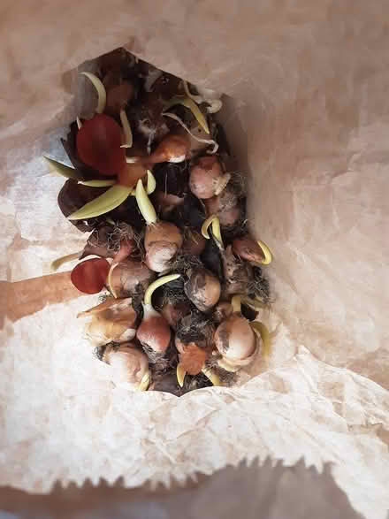 Photo of free Apricot tulip bulbs (Kington HR5) #2