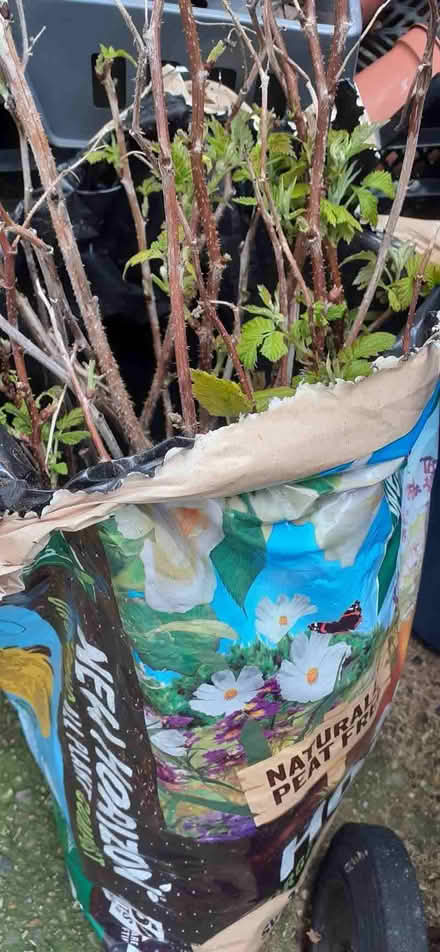 Photo of free Raspberry canes (Heartsease NR7) #1