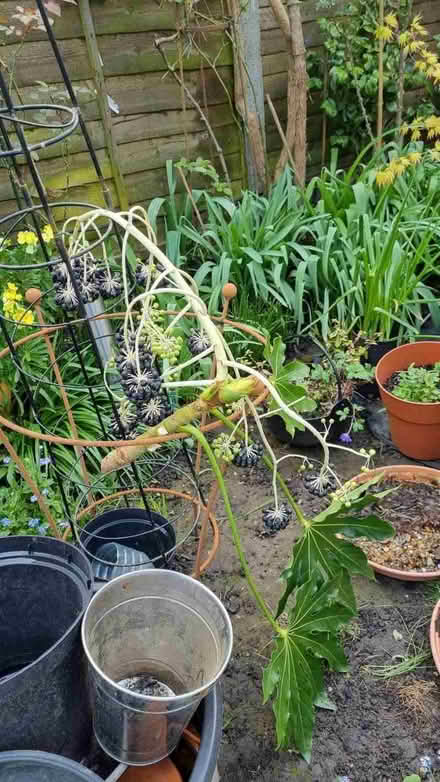 Photo of free Fastcia cutting (South Tonbridge TN9) #1