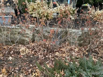 Photo of free Three False Spirea bushes (Swansea) #1