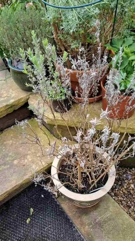 Photo of free Lavender and rosemary plants (South Tonbridge TN9) #1