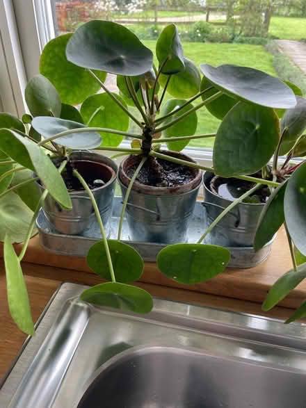 Photo of free Chinese money plants (WR13 Berrow) #1
