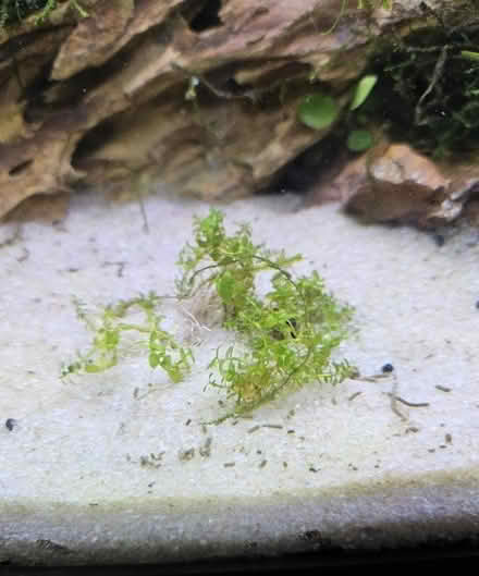 Photo of free Monte Carlo Aquarium Plant (Dunning, Chicago) #1
