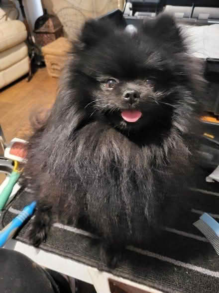 Photo of Raised dog bed (HP18) #1