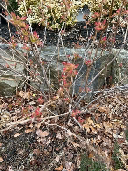 Photo of free Three False Spirea bushes (Swansea) #2