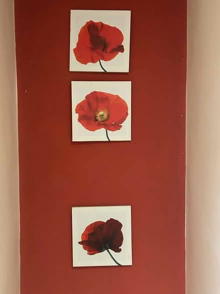 Photo of free 3 poppy pictures (Old town SG1) #1
