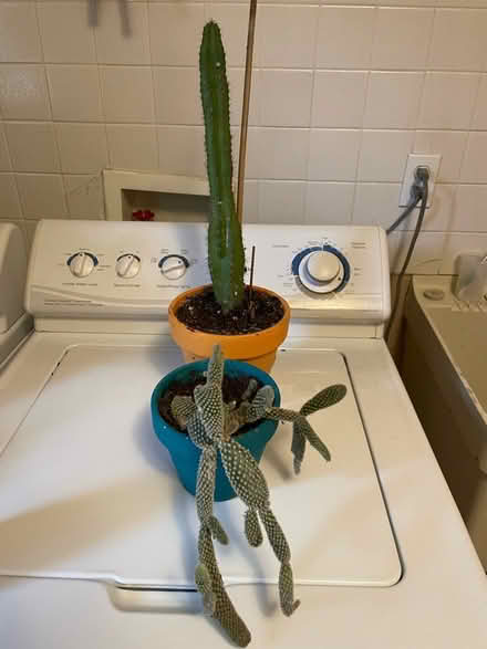 Photo of free Cactus (Near St Nicolas Church) #1
