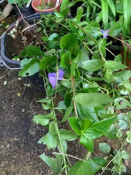Photo of free Periwinkle plants (Hollingdean BN1) #2