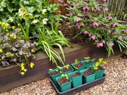 Photo of free Hellebores (Morley DE21) #1