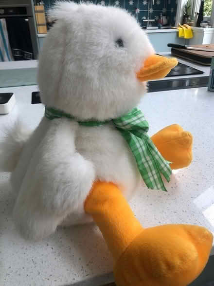 Photo of free Fraser fluffy duck (Bromley BR1) #2