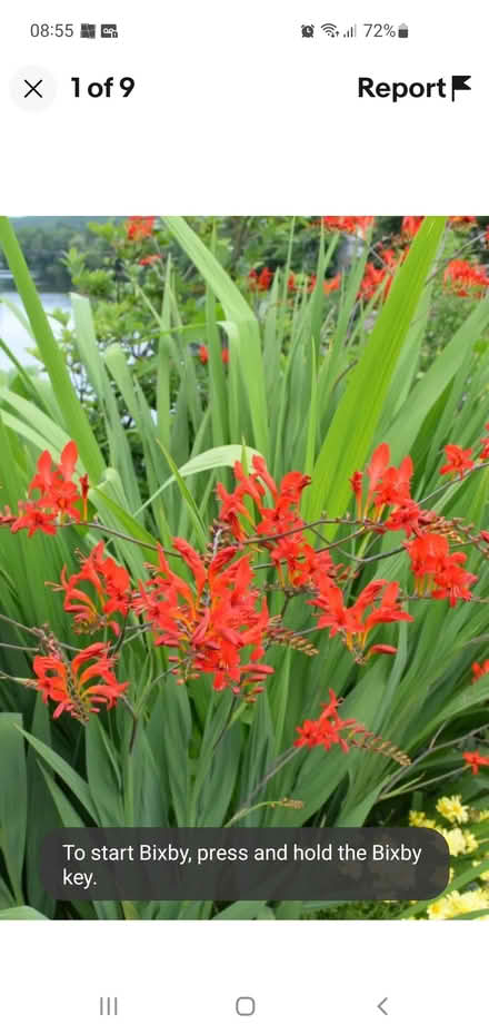 Photo of free Kaffir Lily and Crocosmia Lucifer (Heysham) #2