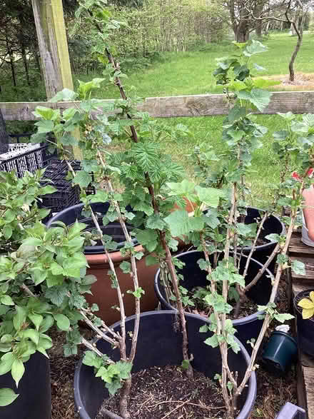 Photo of free Blackcurrant bushes (Burnham on Crouch CM0) #1