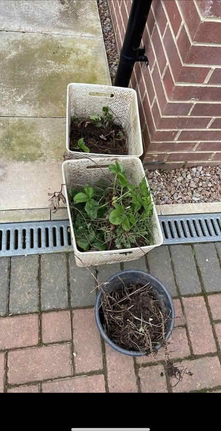 Photo of free Morrocan mint and strawberries (Penrith CA11) #1