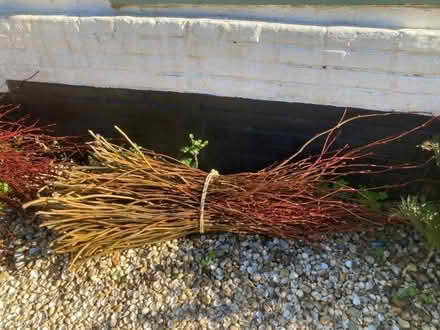 Photo of free Lime whips in 4ft bundles (Hastings TN35) #1