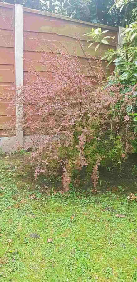 Photo of free Japanese Berberis (Great Moor SK2) #1