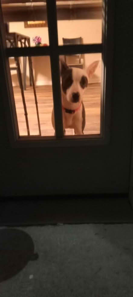 Photo of Puppy/Dog stuff (Alexandria VA) #1